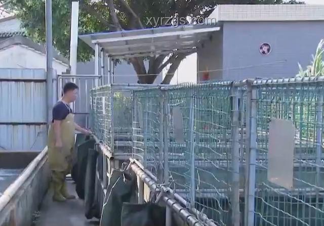 手工耿赛博养鱼设备与传统养鱼方式对比分析